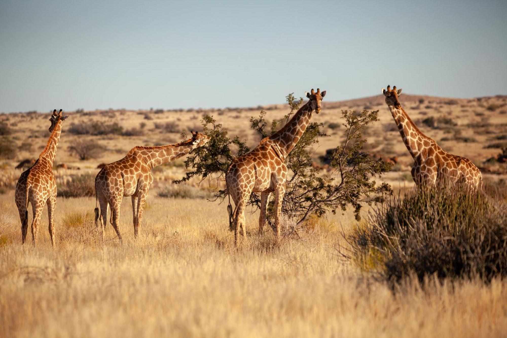 Sandfontein Lodge & Nature Reserve Esterno foto